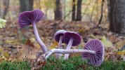 lakówka_ametystowa